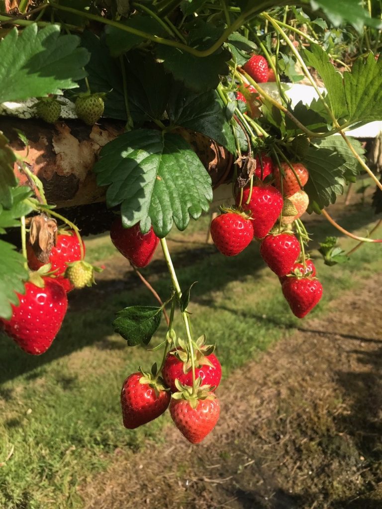 Hawkswick Strawberries