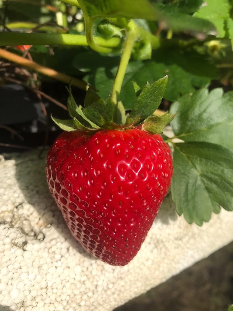 Close up strawberry