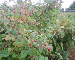 Glen Ample Raspberries