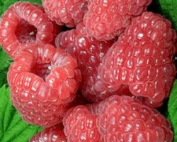 Glen Dee Raspberries