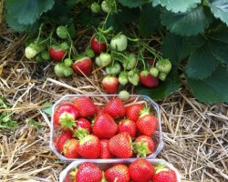 Jive Strawberries Jive Strawberries