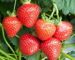 Malling Centenary Malling Centenary