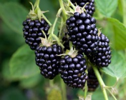 Sylvan Blackberries